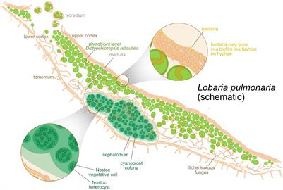 The Lichens’ Microbiota, Still a Mystery?